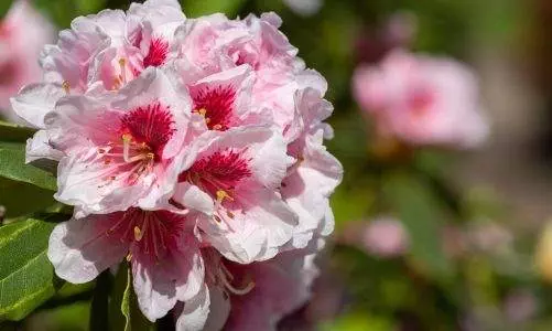 Rhododendron – Cum se ingrijeste cu grija
