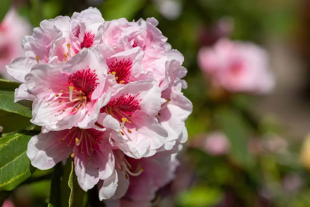 Aterizarea rododendronului